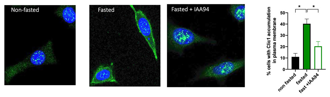 Fasting-induced translocation of CLIC1 to the Membrane